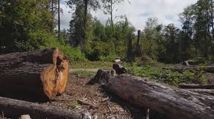 Best Storm Damage Tree Cleanup  in Buckeystown, MD