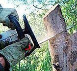 Best Emergency Tree Removal  in Buckeystown, MD