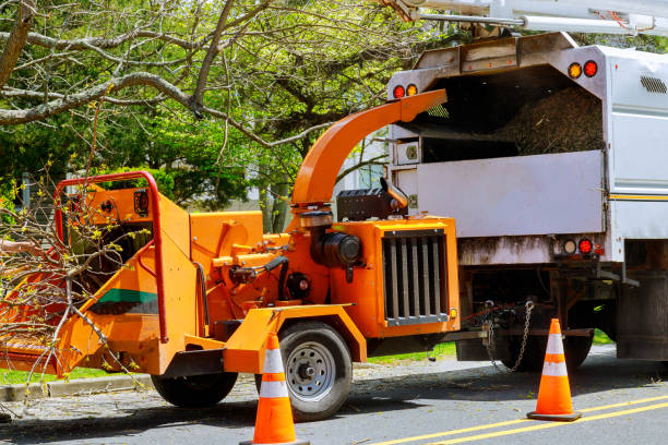 Best Hazardous Tree Removal  in Buckeystown, MD