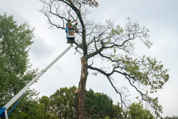 Best Utility Line Clearance  in Buckeystown, MD