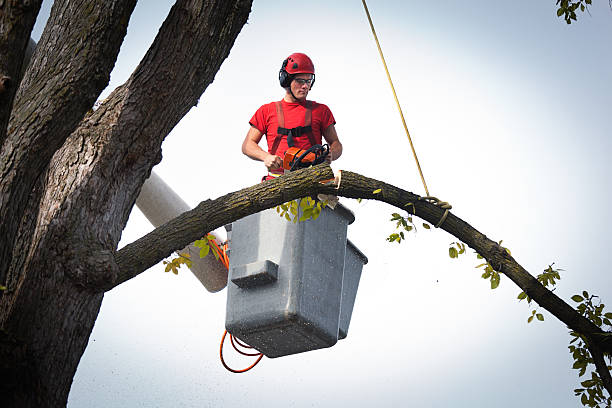 Best Root Management and Removal  in Buckeystown, MD