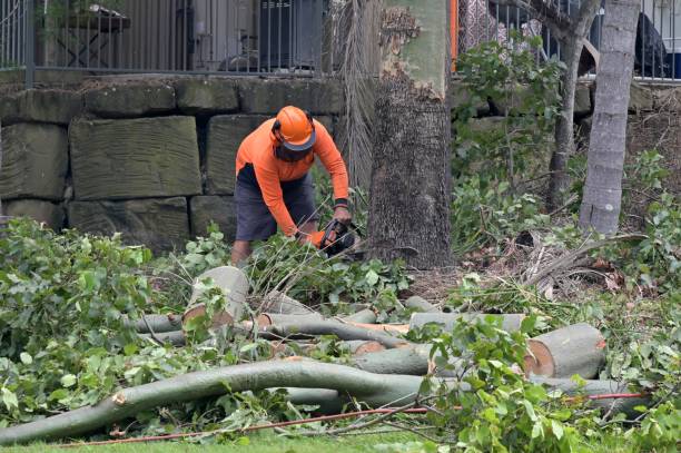 Best Tree and Shrub Care  in Buckeystown, MD
