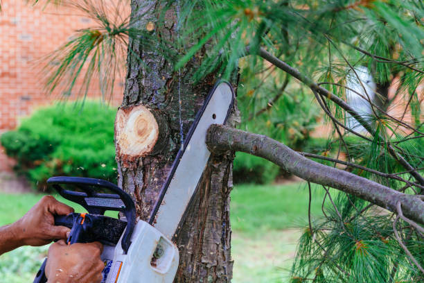 Best Pest Control for Lawns  in Buckeystown, MD